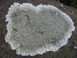 Xanthoparmelia conspersa image