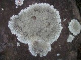Xanthoparmelia conspersa image