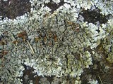 Xanthoparmelia plittii image