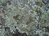 Xanthoparmelia plittii image