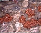 Neonectria fuckeliana image