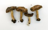 Inocybe brunnescens image