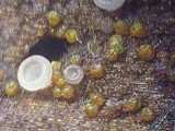 Calonectria pyrochroa image