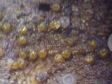 Calonectria pyrochroa image