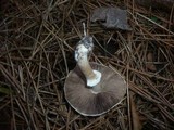 Agaricus impudicus image