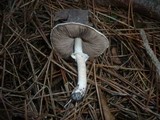 Agaricus impudicus image
