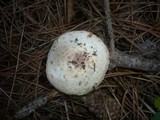 Agaricus impudicus image