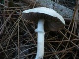 Agaricus impudicus image