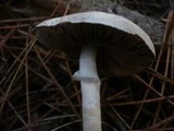 Agaricus impudicus image