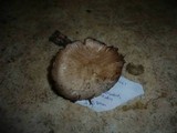 Agaricus langei image