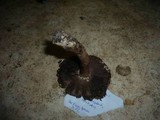 Agaricus langei image