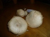 Agrocybe dura image