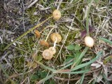 Agrocybe pusiola image