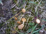 Agrocybe pusiola image