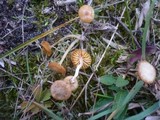 Agrocybe pusiola image