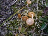 Agrocybe pusiola image