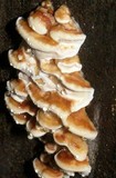 Rigidoporus microporus image