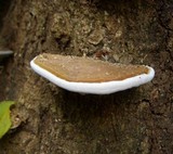 Ganoderma testaceum image