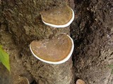 Ganoderma testaceum image