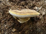 Ganoderma testaceum image
