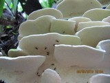 Trametes pavonia image