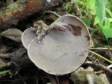 Auricularia nigricans image
