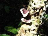 Earliella scabrosa image