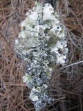 Parmotrema hypoleucinum image