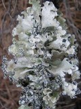Parmotrema hypoleucinum image