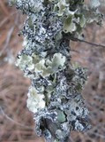 Parmotrema hypoleucinum image