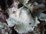 Parmotrema hypoleucinum image
