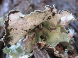 Parmotrema hypoleucinum image