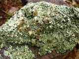 Xanthoparmelia subramigera image