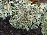 Xanthoparmelia subramigera image