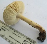 Lepiota spheniscispora image