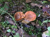 Lactarius subviscidus image
