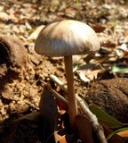 Panaeolus antillarum image