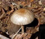 Panaeolus antillarum image