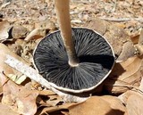 Panaeolus antillarum image