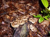 Lentinus crinitus image