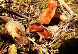Clitocybe vermicularis image
