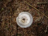 Amanita battarrae image