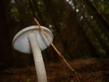 Amanita battarrae image