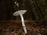 Amanita battarrae image