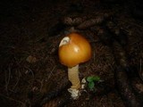 Amanita crocea image