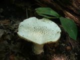 Amanita echinocephala image