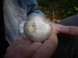 Amanita argentea image