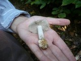 Amanita argentea image