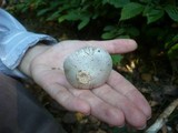 Amanita argentea image