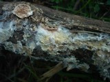 Amphinema byssoides image